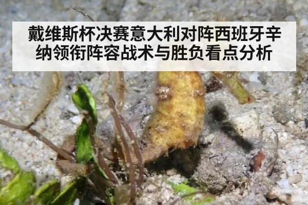 戴维斯杯决赛意大利对阵西班牙辛纳领衔阵容战术与胜负看点分析